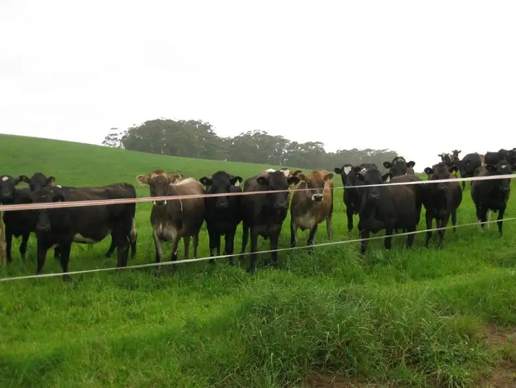 Fourth view of Homely rural property listing, 65 Scotchtown Road, Smithton TAS 7330