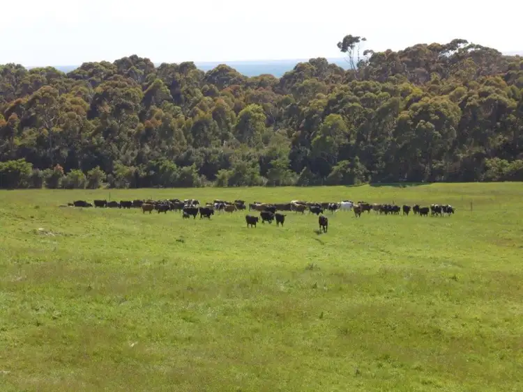Fourth view of Homely rural property listing, 20081 Bass Highway, Port Latta, Smithton TAS 7330