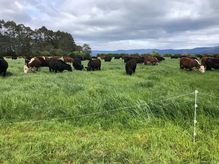 Sixth view of Homely rural property listing, 936 Bishopsbourne Road, Bishopsbourne TAS 7301