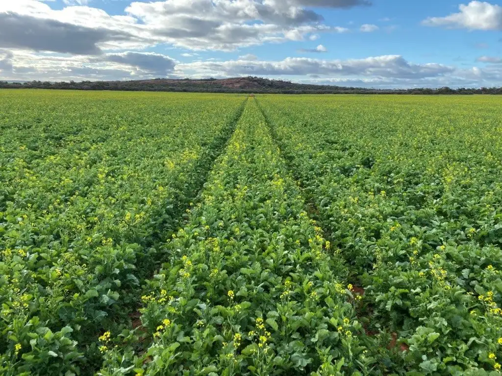 Main view of Homely rural property listing, 8846 Rabbit Proof Fence Road (Geeraning), Elachbutting WA 6479