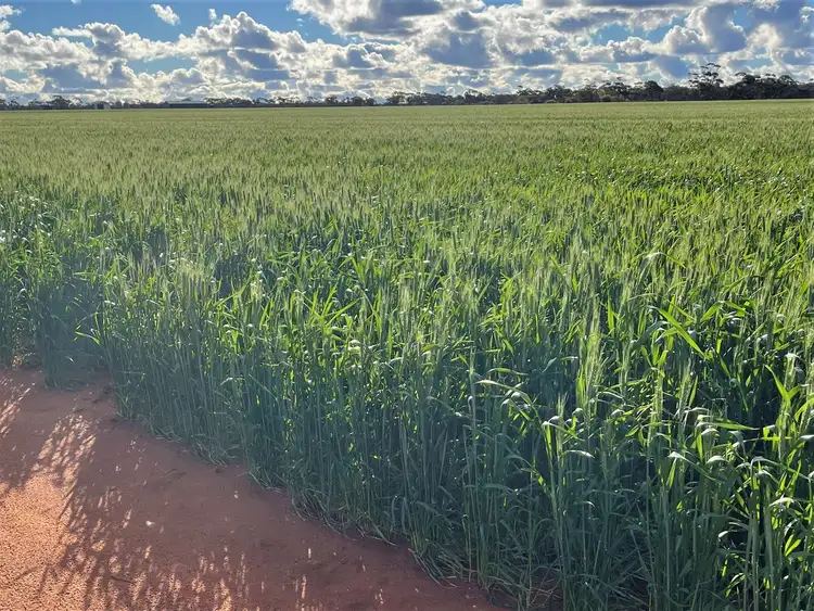 Second view of Homely rural property listing, 8846 Rabbit Proof Fence Road (Geeraning), Elachbutting WA 6479