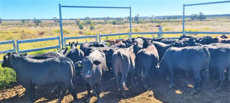 Sixth view of Homely rural property listing, Pinora West 500 Lambing Flat Road, Jackson QLD 4426