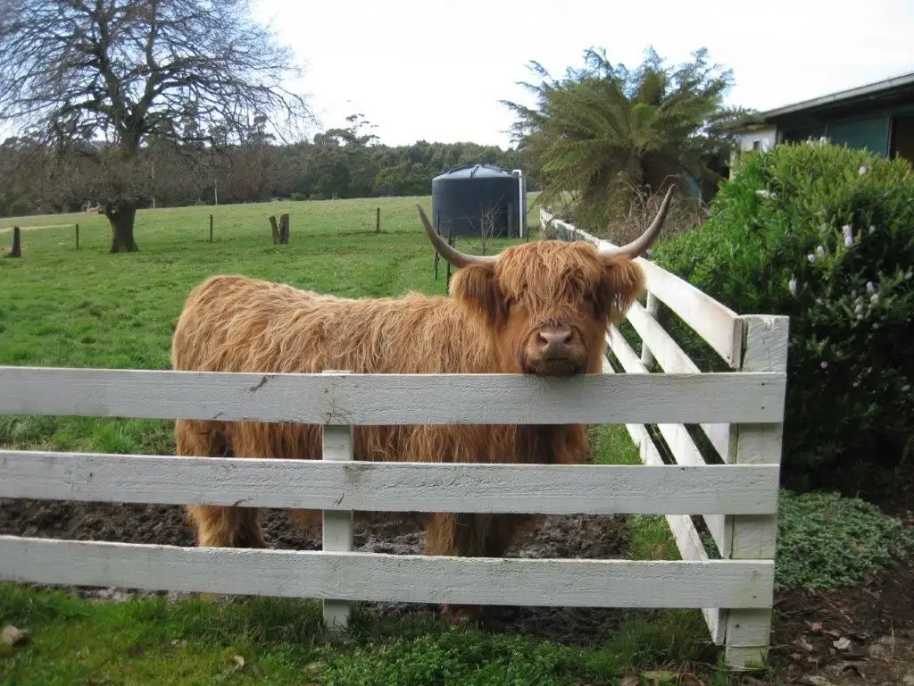 Main view of Homely rural property listing, 70 Lowers Road, Mawbanna TAS 7321