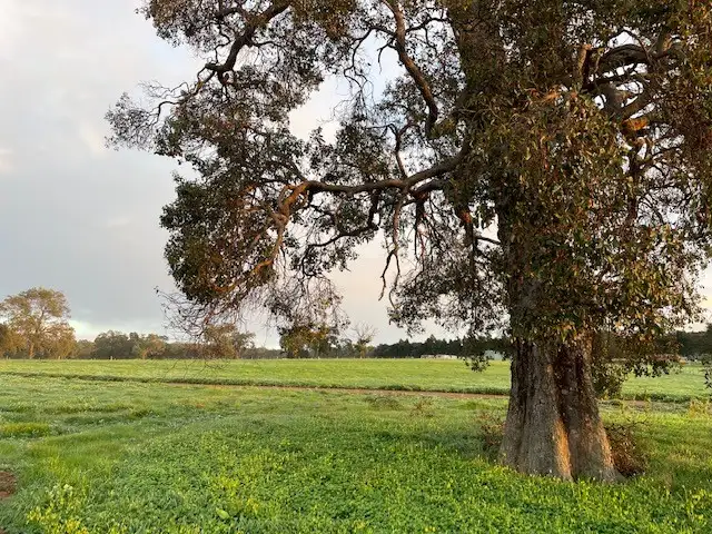 Sixth view of Homely land listing, 53 Zebu Road, Lower Chittering WA 6084