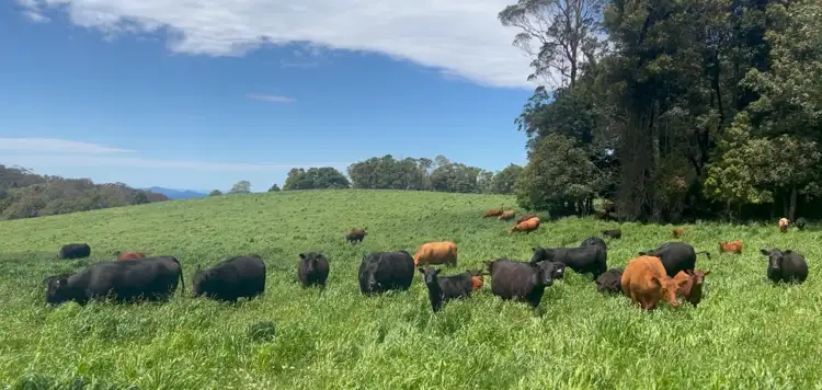 Second view of Homely rural property listing, Rosedale/681 Rocky Creek Road, Dorrigo NSW 2453