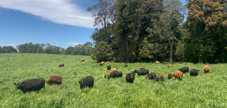Fifth view of Homely rural property listing, Rosedale/681 Rocky Creek Road, Dorrigo NSW 2453