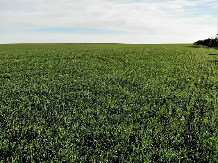 . Murrayville / Nhill road, Murrayville VIC 3512
