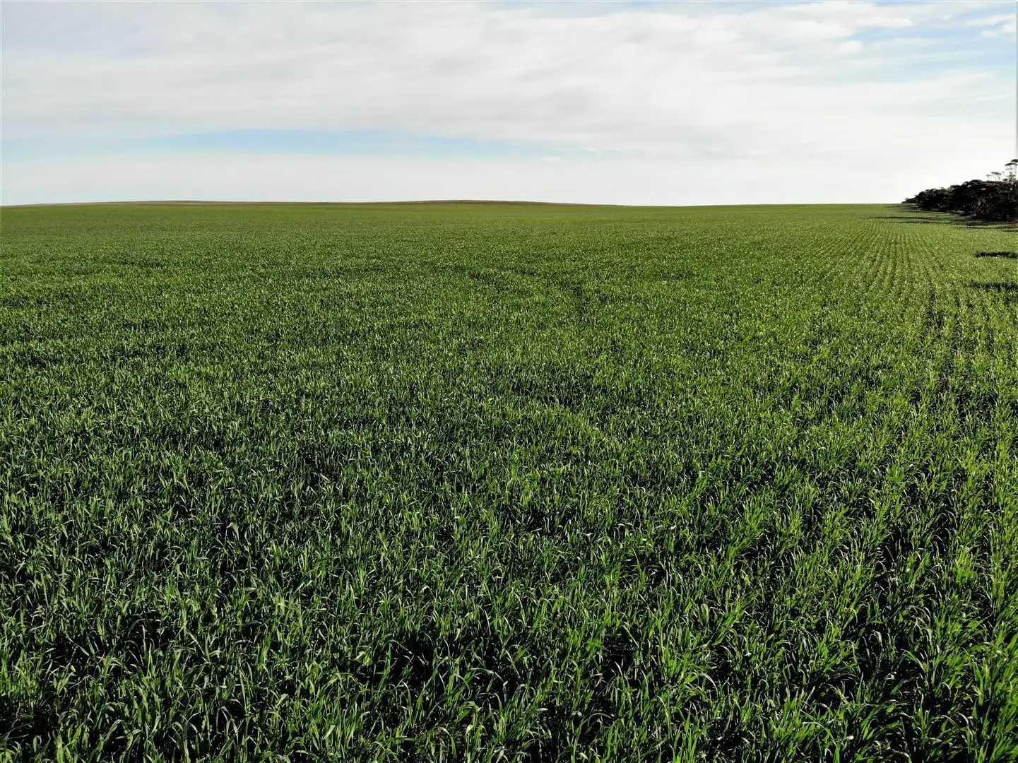 Main view of Homely rural property listing, . Murrayville / Nhill road, Murrayville VIC 3512