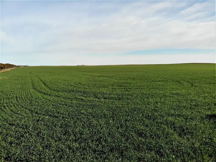 Second view of Homely rural property listing, . Murrayville / Nhill road, Murrayville VIC 3512