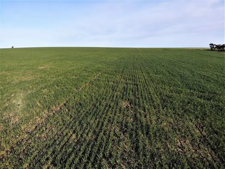 Fourth view of Homely rural property listing, . Murrayville / Nhill road, Murrayville VIC 3512