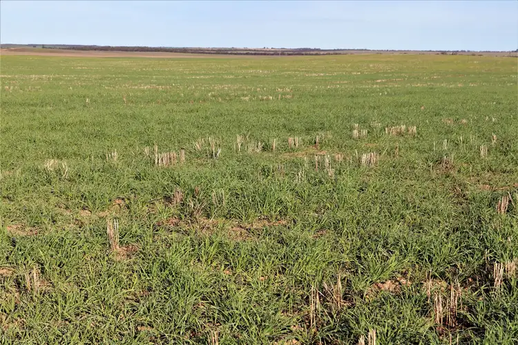 Sixth view of Homely rural property listing, . Murrayville / Nhill road, Murrayville VIC 3512