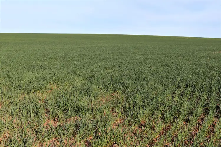 Seventh view of Homely rural property listing, . Murrayville / Nhill road, Murrayville VIC 3512