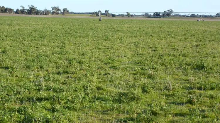 Second view of Homely rural property listing, 10864 Dukes Highway, Keith SA 5267