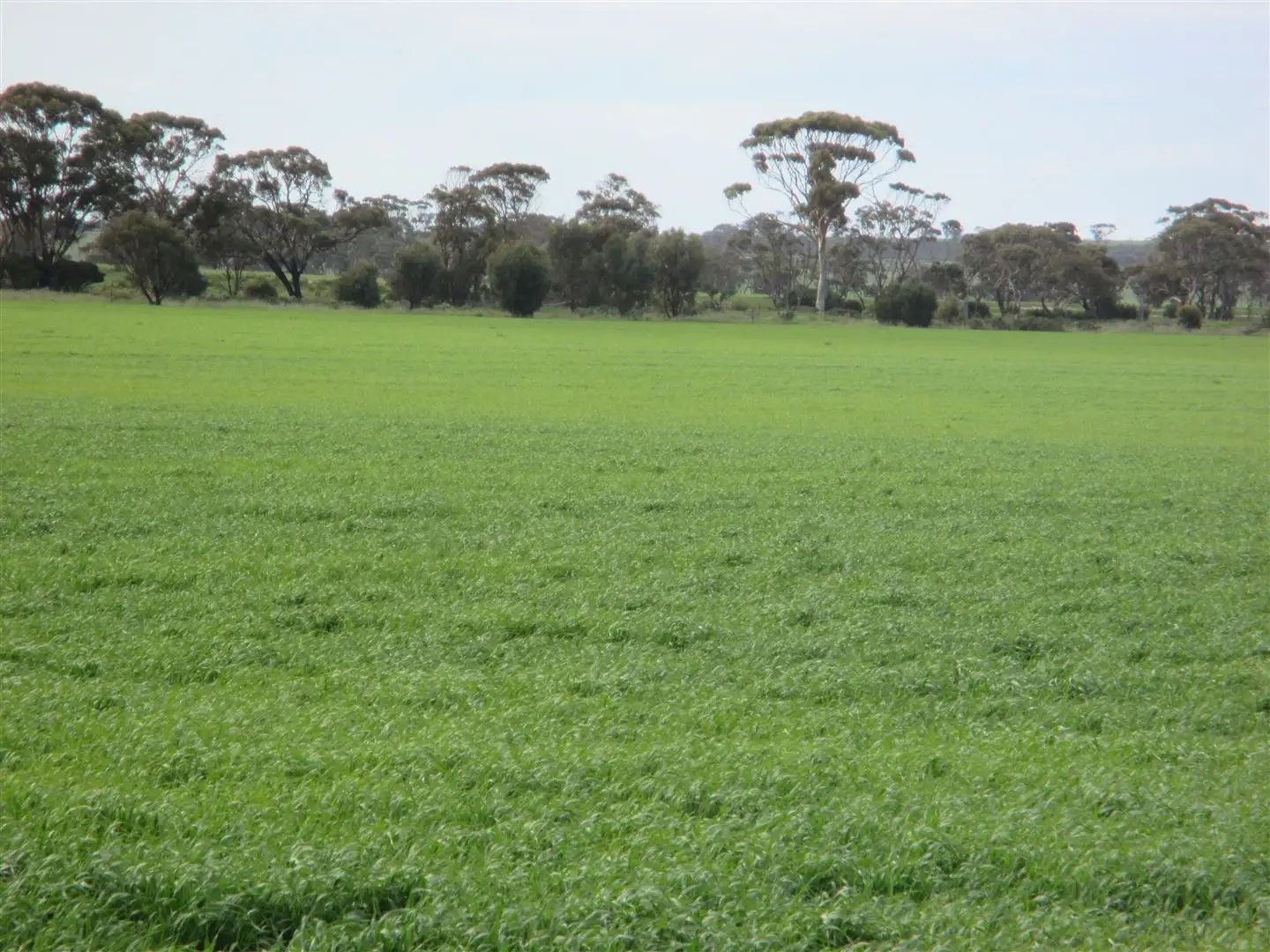 Main view of Homely rural property listing, ' Lakeside', Lake Camm WA 6355