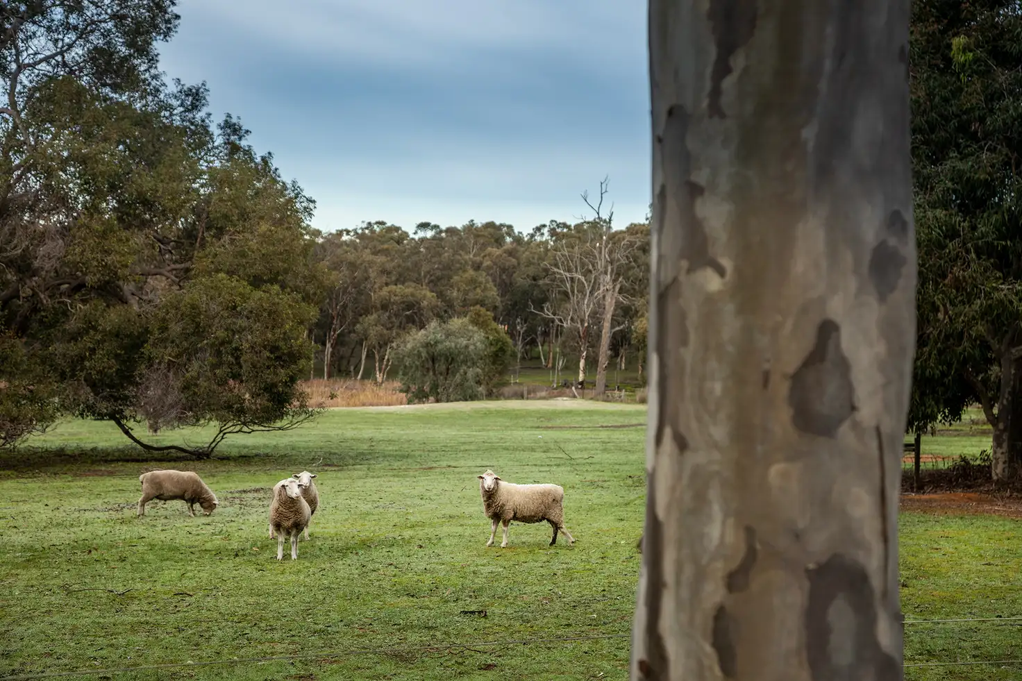 Main view of Homely land listing, 22 Maine-Anjou Drive, Lower Chittering WA 6084