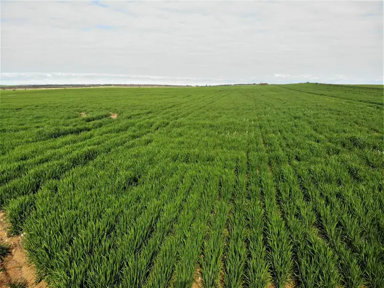 Fifth view of Homely rural property listing, 265 Chaplin Road, Tutye VIC 3490