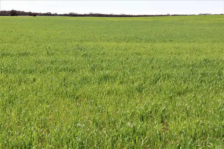 Sixth view of Homely rural property listing, . Allan Road, Murrayville VIC 3512
