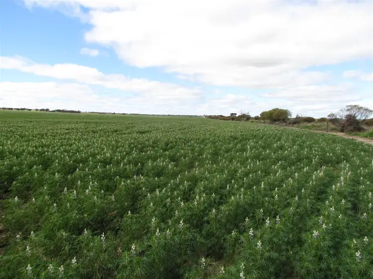 Main view of Homely rural property listing, 383 Kirwan East Road, Burakin WA 6467