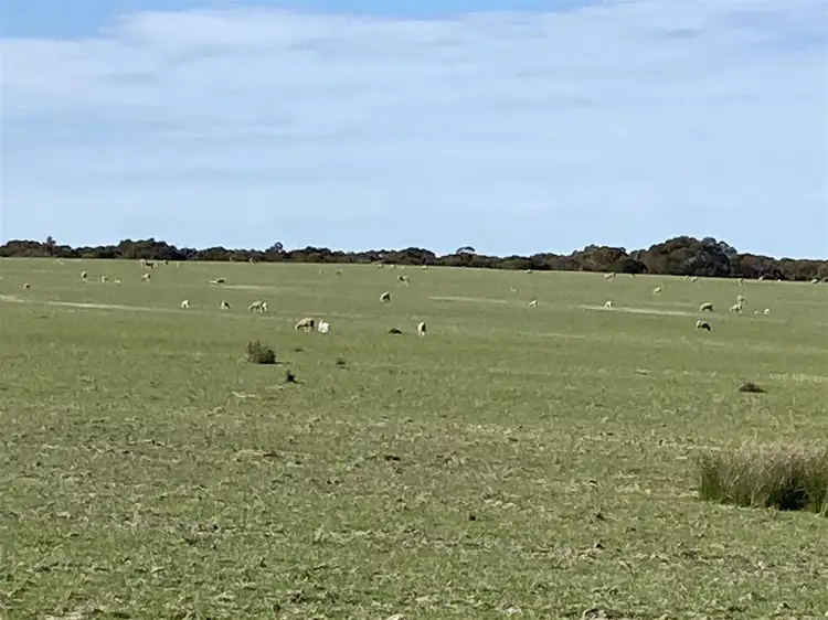 Fifth view of Homely rural property listing, 3600 Flinders Highway, Wangary SA 5607