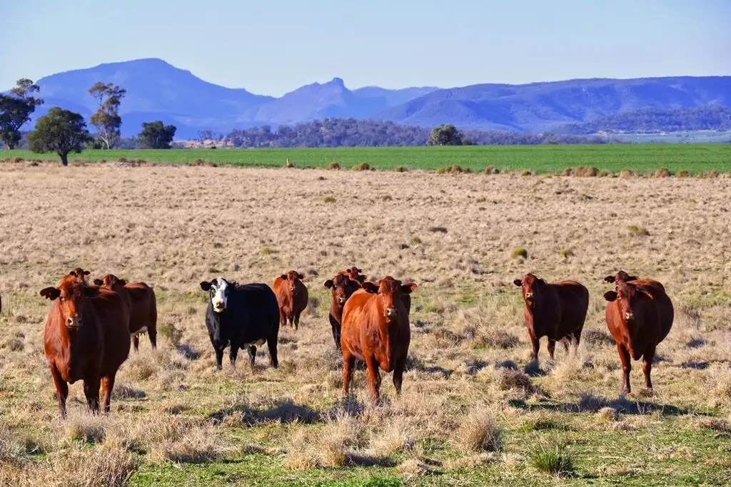 Main view of Homely rural property listing, 851 Stoney Creek Road, Narrabri NSW 2390