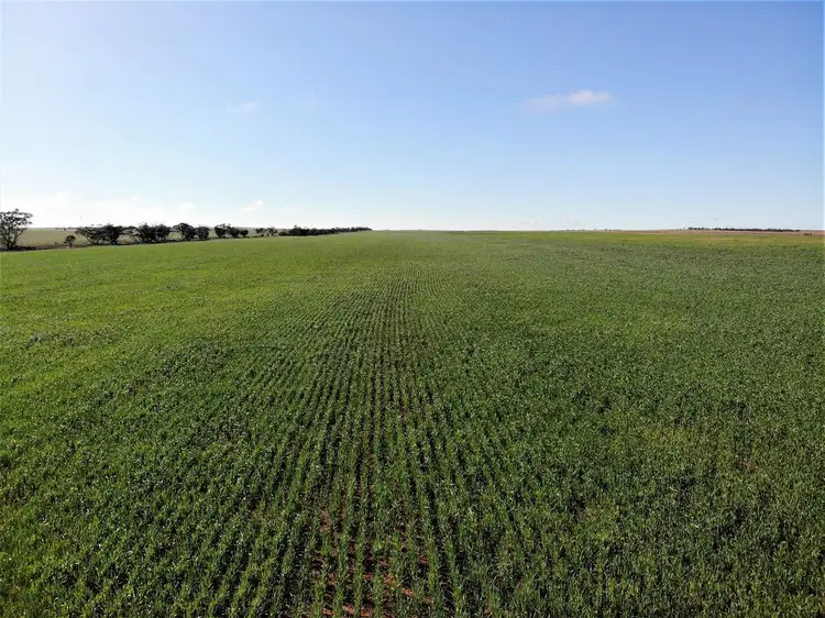 Main view of Homely rural property listing, 376 O'Connell Road, Meringur VIC 3496