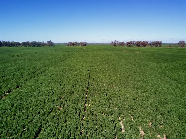 Fourth view of Homely rural property listing, 1414 Marlbone Road, Burren Junction NSW 2386