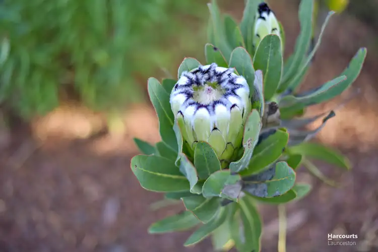 Sixth view of Homely house listing, 49 Sheridan Court, Summerhill TAS 7250