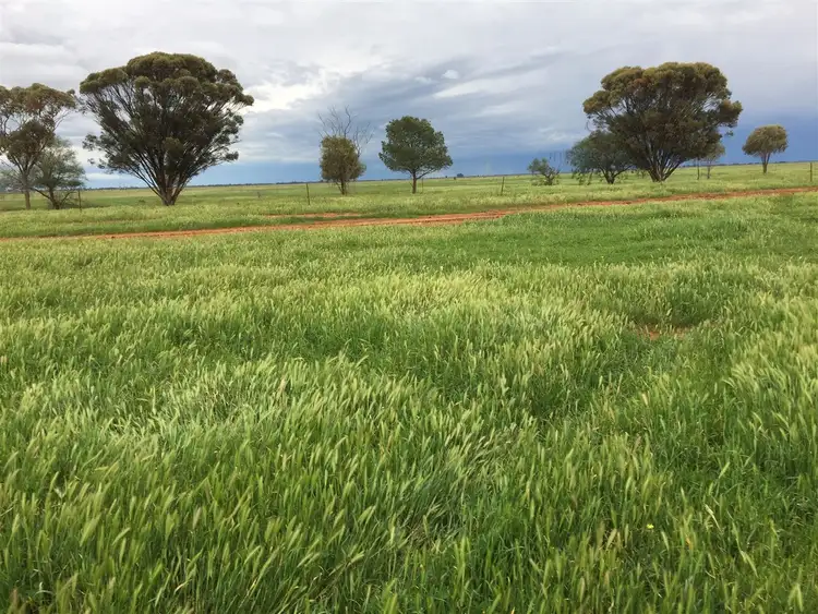Fourth view of Homely rural property listing, 0 Lake Charm Quambatook Road, Bael Bael VIC 3579