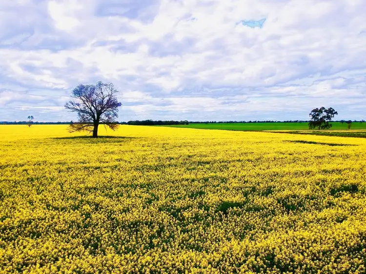Ripponlea, Crown Camp Road, Ungarie NSW 2669