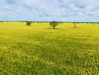 Third view of Homely rural property listing, Ripponlea, Crown Camp Road, Ungarie NSW 2669