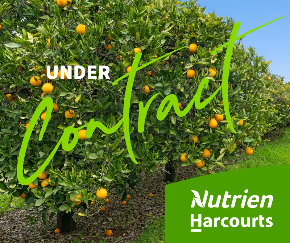 Main view of Homely rural property listing, 155 Tarcoola Street, Renmark SA 5341