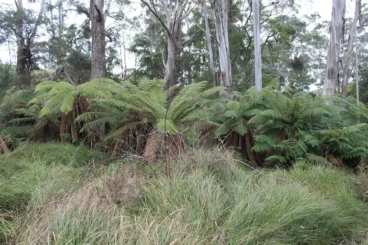 Fourth view of Homely rural property listing, 5403 Captains Flat Road, Braidwood NSW 2622