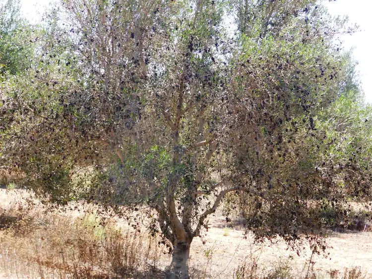 Seventh view of Homely rural property listing, 155 Kallora Road, Bowmans SA 5550