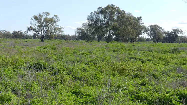 Fourth view of Homely rural property listing, 527 Carinda Road, Warren NSW 2824