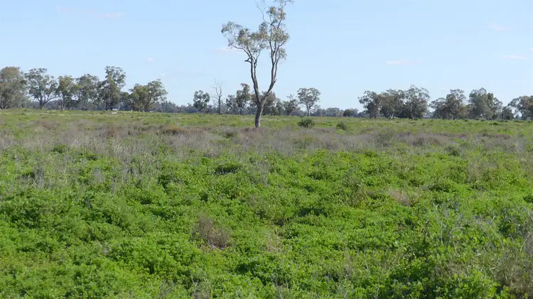 Fifth view of Homely rural property listing, 527 Carinda Road, Warren NSW 2824