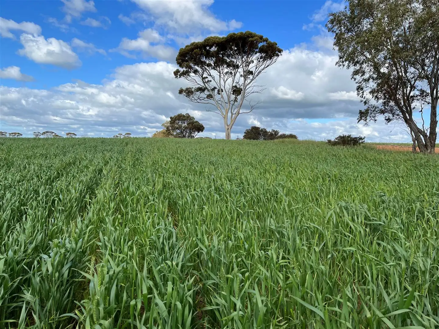 Main view of Homely rural property listing, . 'Meadowcroft', Cunderdin WA 6407