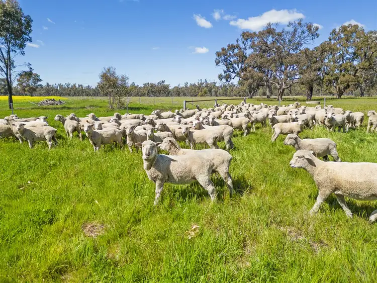 Seventh view of Homely rural property listing, Aratula Lower River Road, Tocumwal NSW 2714