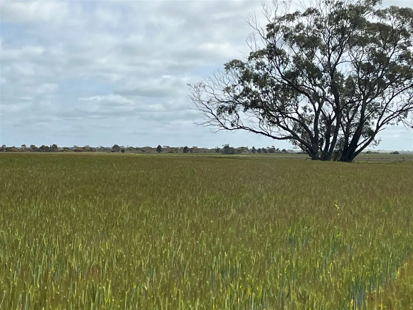 Main view of Homely rural property listing, Address available on request