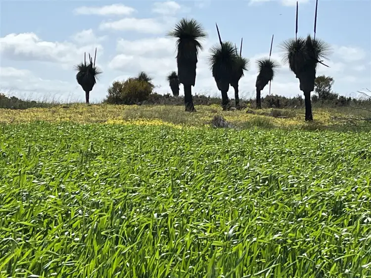 Fourth view of Homely rural property listing, . 'Merv's'      706 ha       1744 acres, Meckering WA 6405