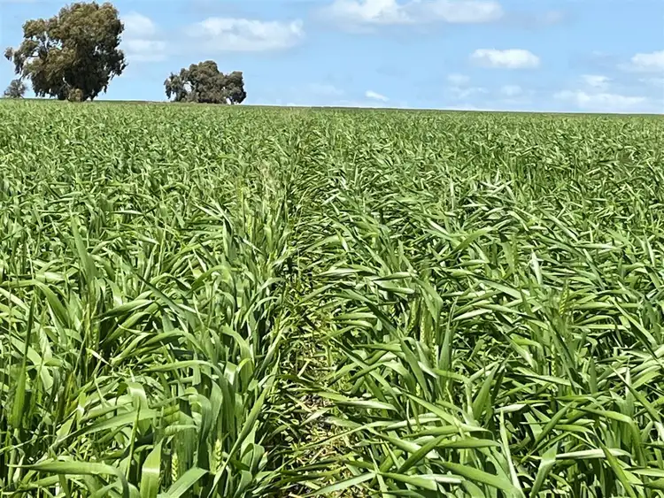 Sixth view of Homely rural property listing, . 'Merv's'      706 ha       1744 acres, Meckering WA 6405