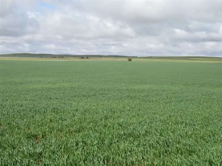 Fourth view of Homely rural property listing, 425 O'Dea Road, Yongala SA 5493