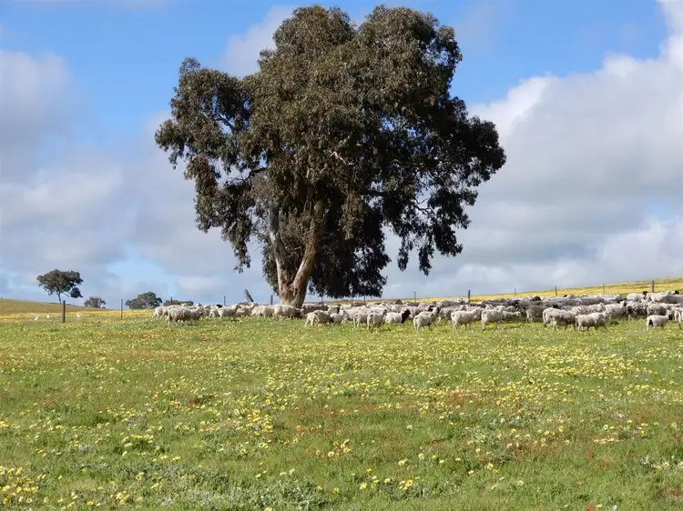 Third view of Homely rural property listing, 260 Gerritsens Road, Naracoorte SA 5271