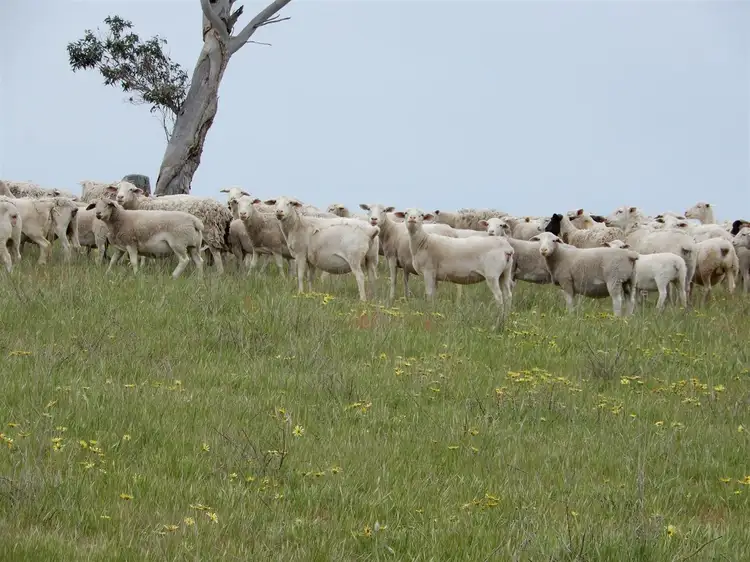 Fourth view of Homely rural property listing, 260 Gerritsens Road, Naracoorte SA 5271