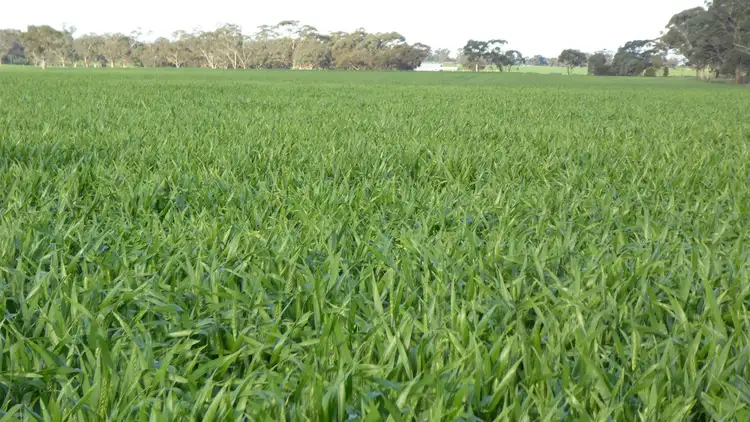 Second view of Homely rural property listing, Sec 152 Rowney Road, Bordertown SA 5268