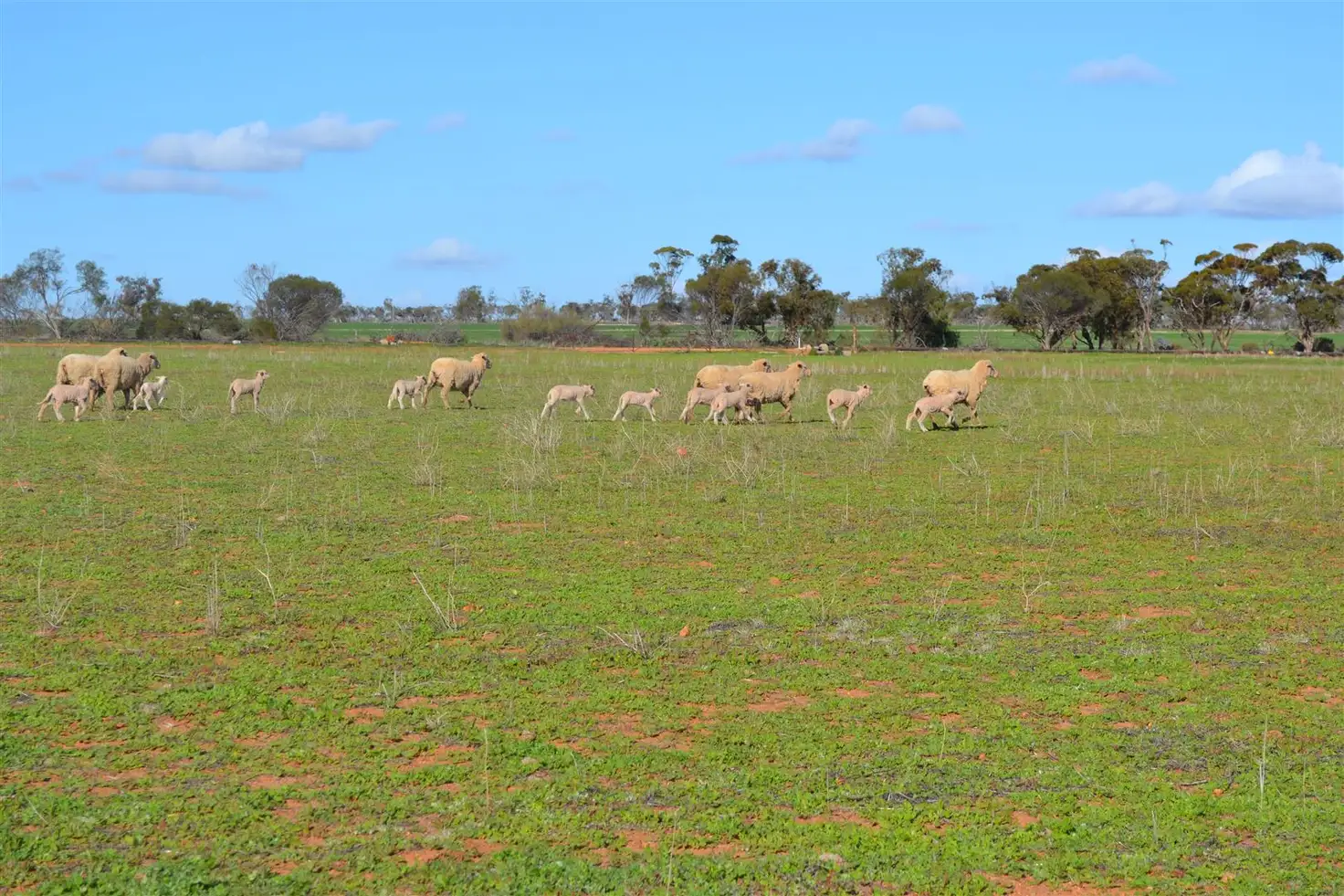 Main view of Homely rural property listing, Mulji Farm Mulji Road, Koorda WA 6475