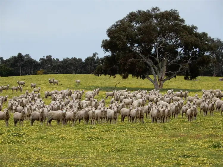 Fifth view of Homely rural property listing, Sec 317 & 318 Range Road, Naracoorte SA 5271