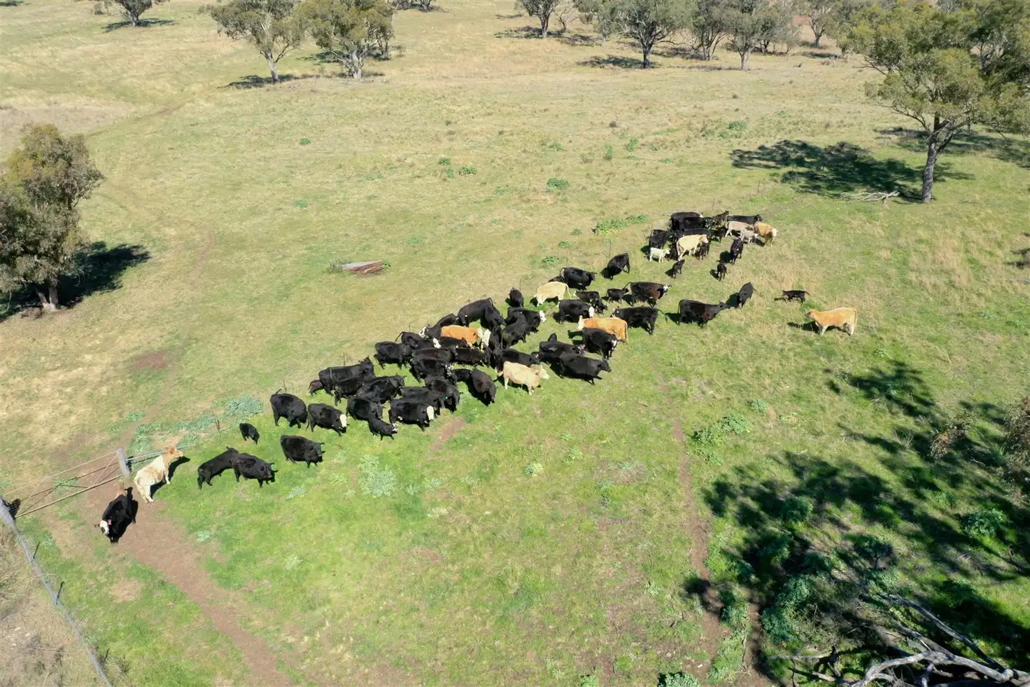 Main view of Homely rural property listing, 'South Hill' Racecourse Road, Cassilis NSW 2329