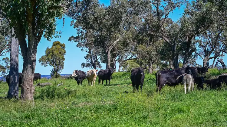 Third view of Homely rural property listing, 'South Hill' Racecourse Road, Cassilis NSW 2329