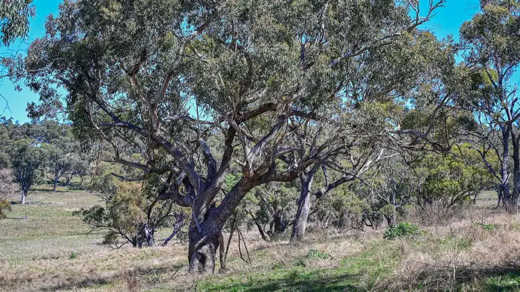 Fifth view of Homely rural property listing, 'South Hill' Racecourse Road, Cassilis NSW 2329