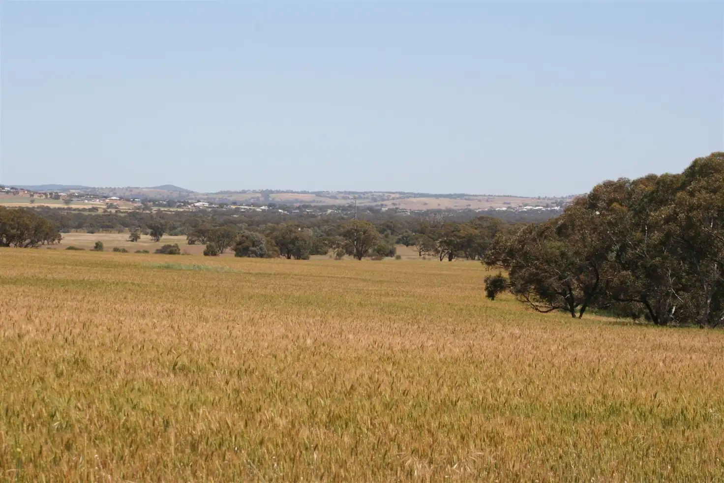 Main view of Homely rural property listing, . Boramin & Mulukine Road, Grass Valley WA 6403